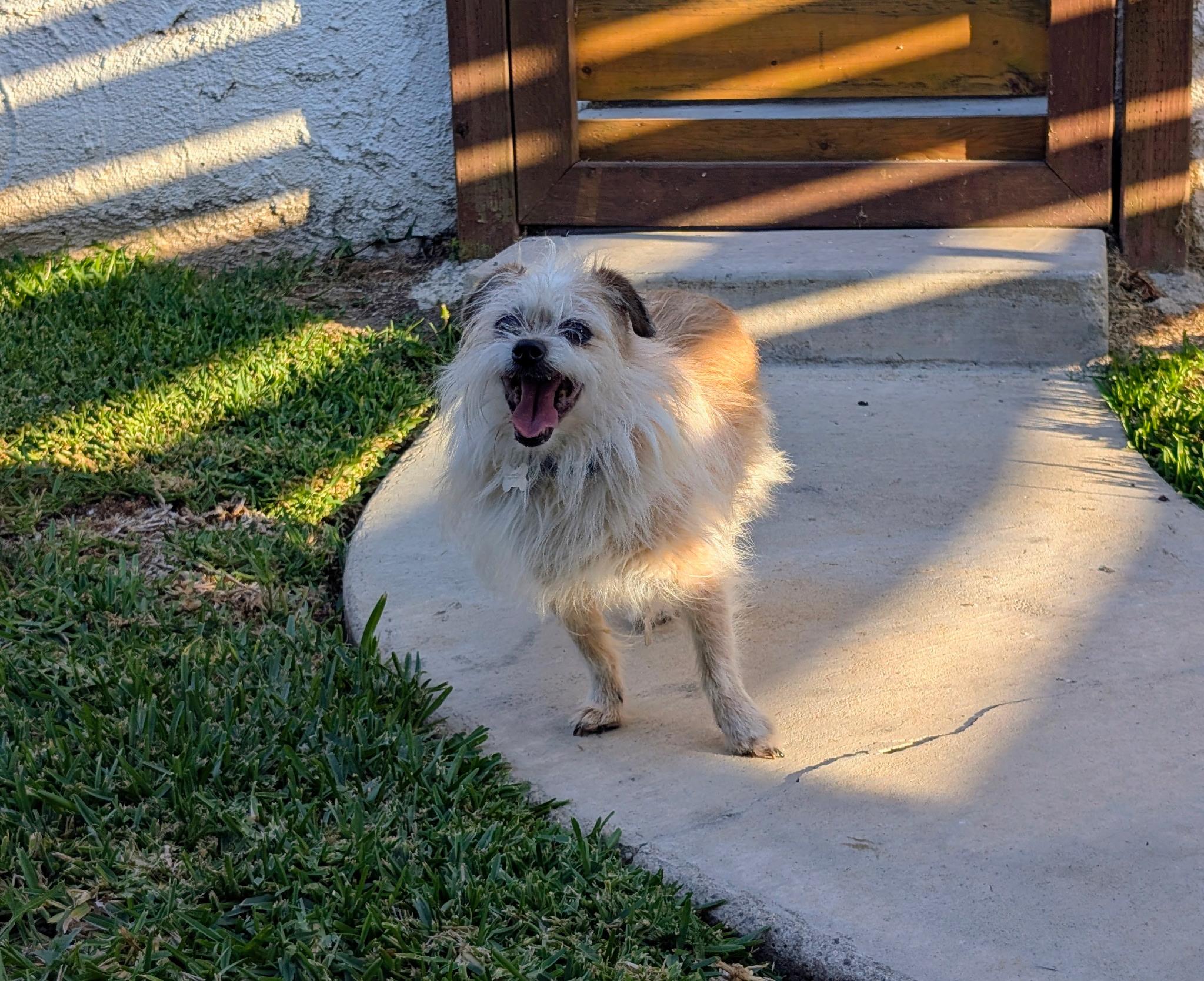 Enlarge Chiquita, a ADOPTABLE Chihuahua in Laguna Beach, CA image 3/3