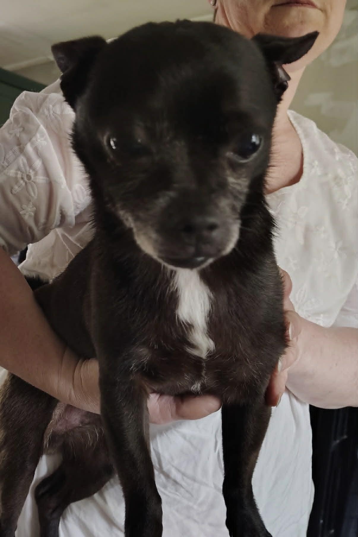 Courtesy Post - Bearon, adopted, Senior Male Chihuahua.