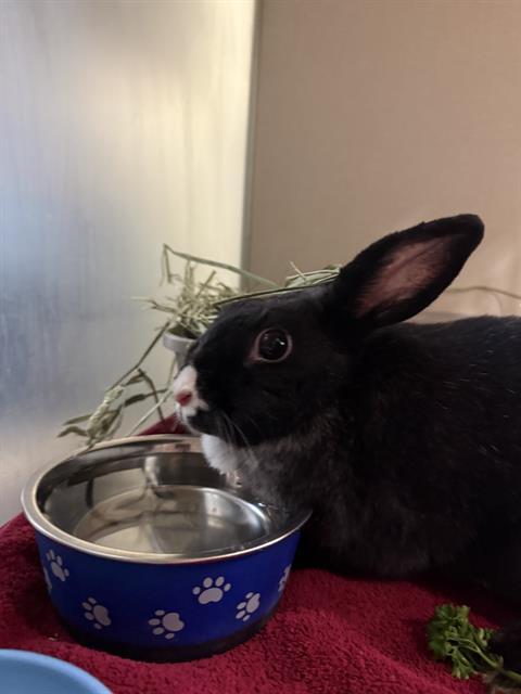BELLA, Adoptable, Adult Female Bunny Rabbit.