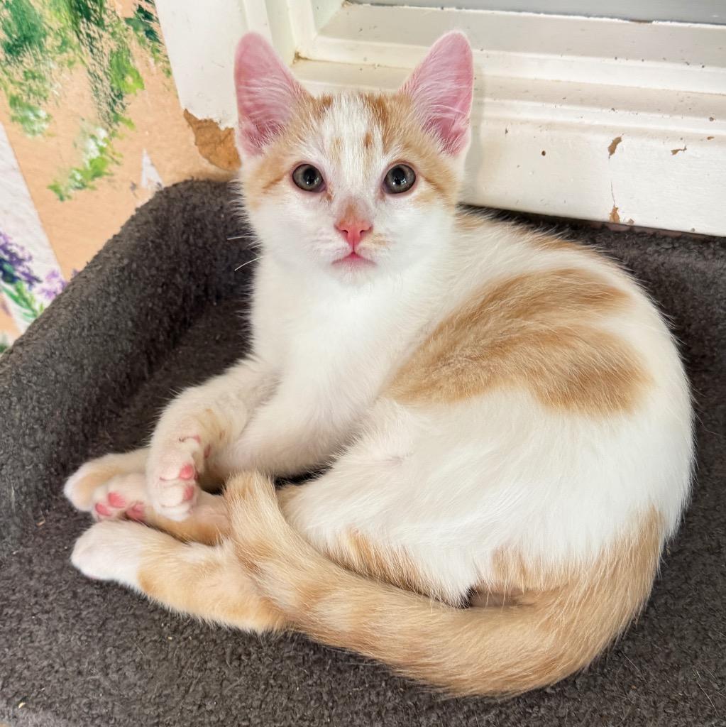 Enlarge Sherbert, a Adoptable mixed breed in Cambria, CA image 1/3