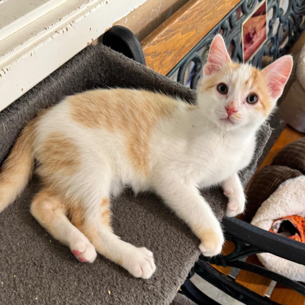 Enlarge Sherbert, a Adoptable mixed breed in Cambria, CA image 3/3