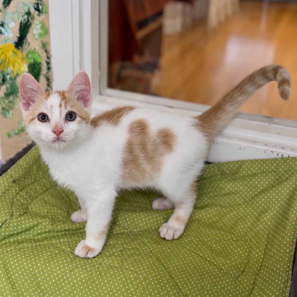 Enlarge Sherbert, a Adoptable mixed breed in Cambria, CA image 2/3