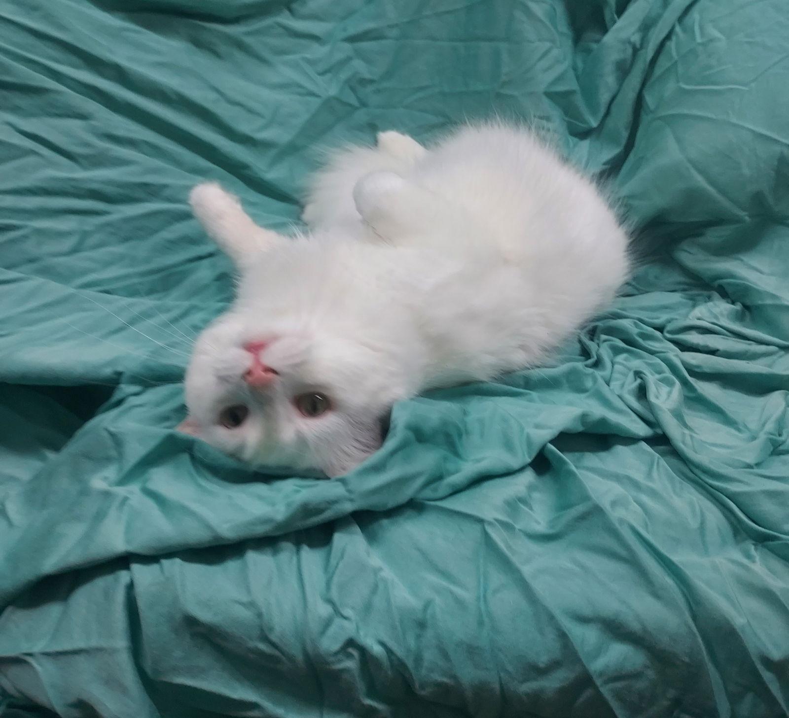 Enlarge Casper, a Adoptable Domestic Long Hair in Mentone, CA image 1/1