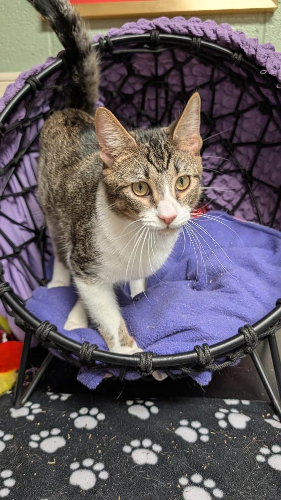 Luke, a Adoptable mixed breed in Ellijay, GA image 1/3