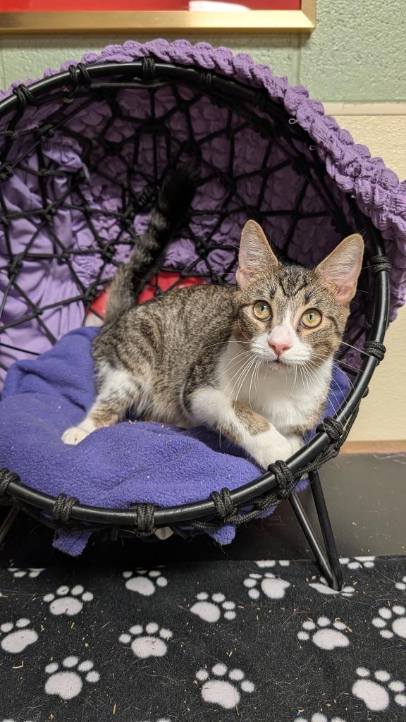 Luke, Adoptable, Young Male Domestic Short Hair.