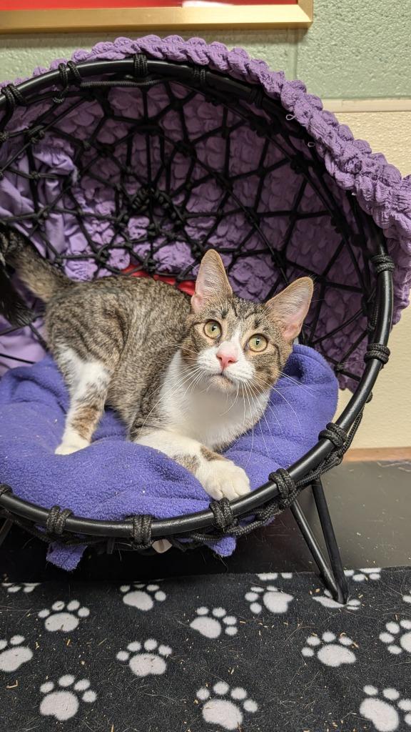 Luke, a Adoptable mixed breed in Ellijay, GA image 3/3