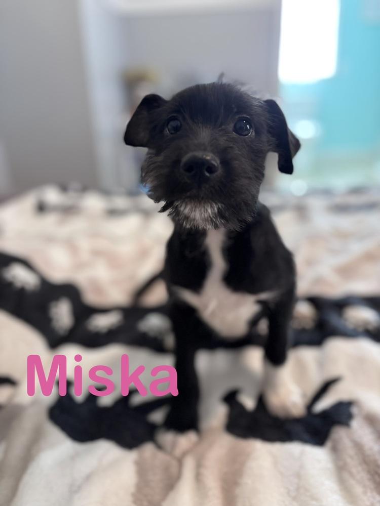 Miska, a Adoptable mixed breed in West Palm Beach, FL image 1/3