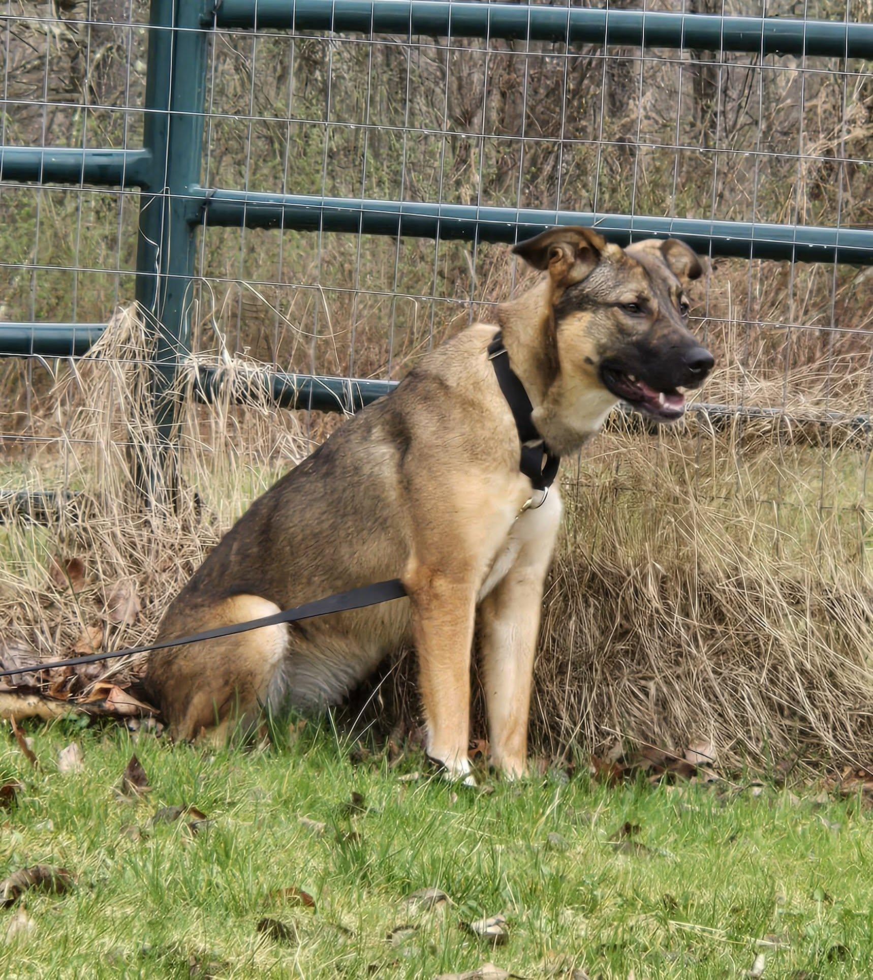 Queen ***SPONSORED ADOPTION FEE***, a Adoptable mixed breed in Hillsdale, NY image 2/4