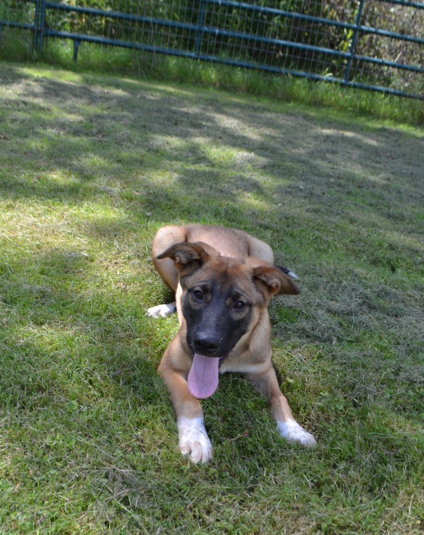 Queen ***SPONSORED ADOPTION FEE***, a Adoptable mixed breed in Hillsdale, NY image 3/4