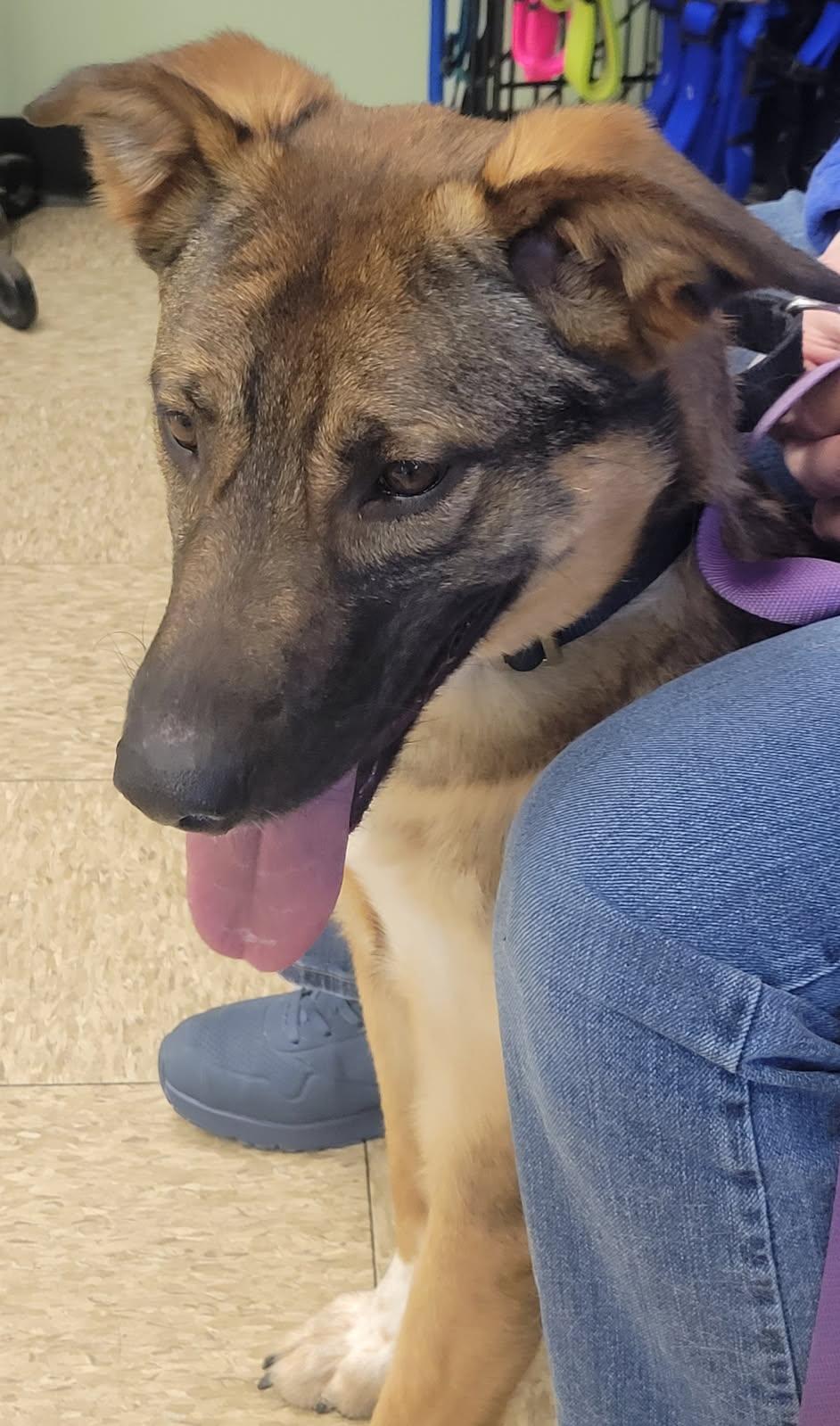 Queen ***SPONSORED ADOPTION FEE***, a Adoptable mixed breed in Hillsdale, NY image 1/4