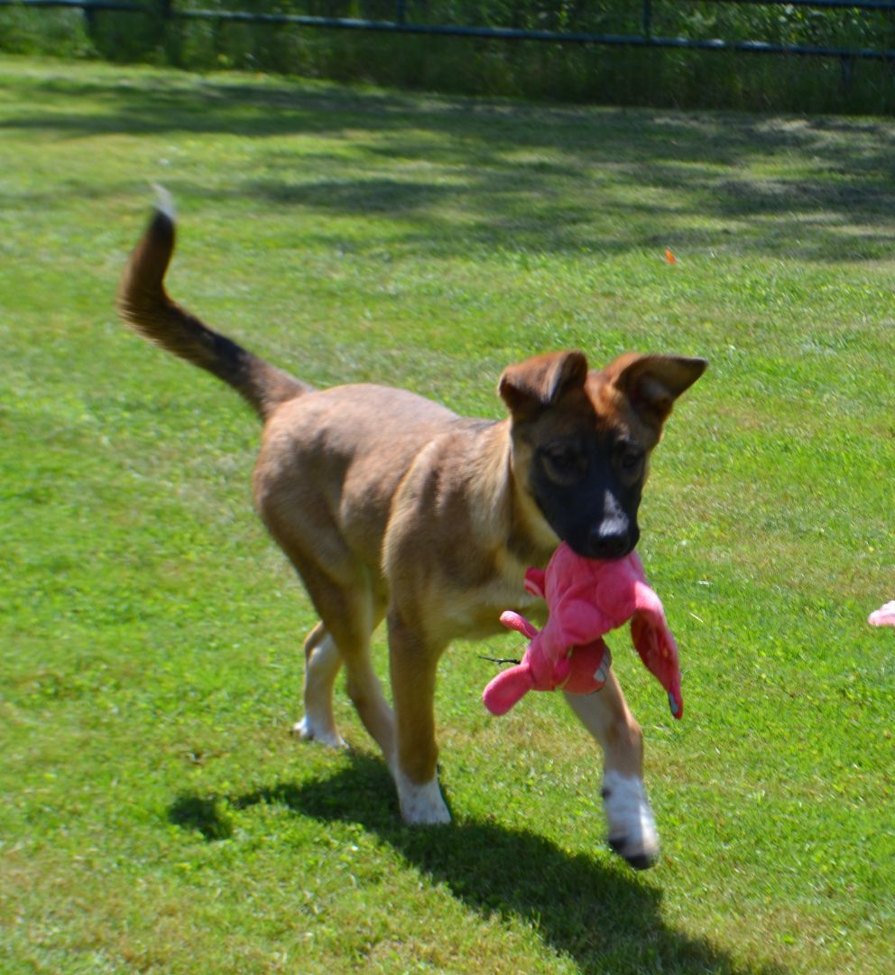 Queen ***SPONSORED ADOPTION FEE***, a Adoptable mixed breed in Hillsdale, NY image 4/4