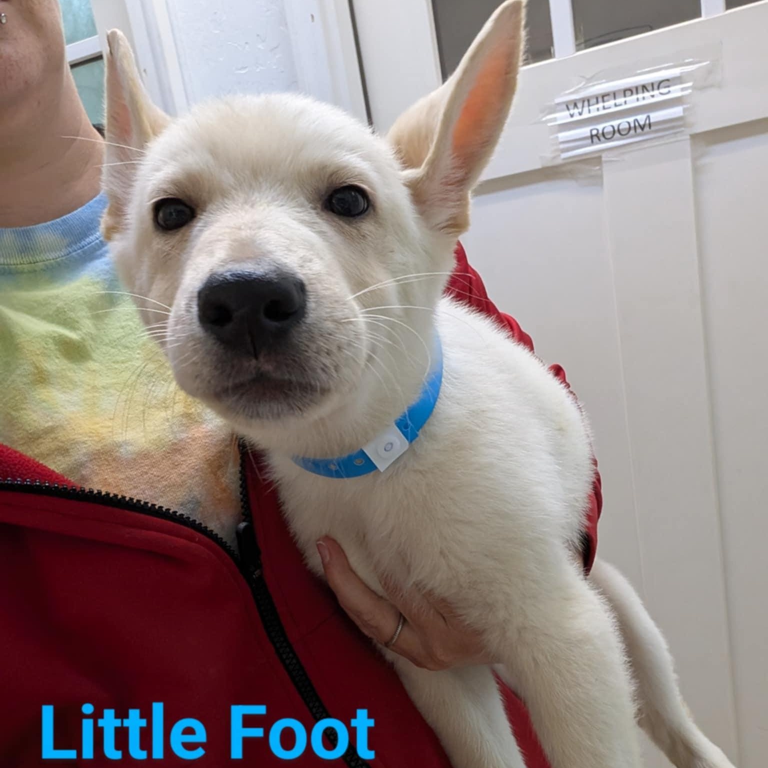 Litte Foot thumbnail 2