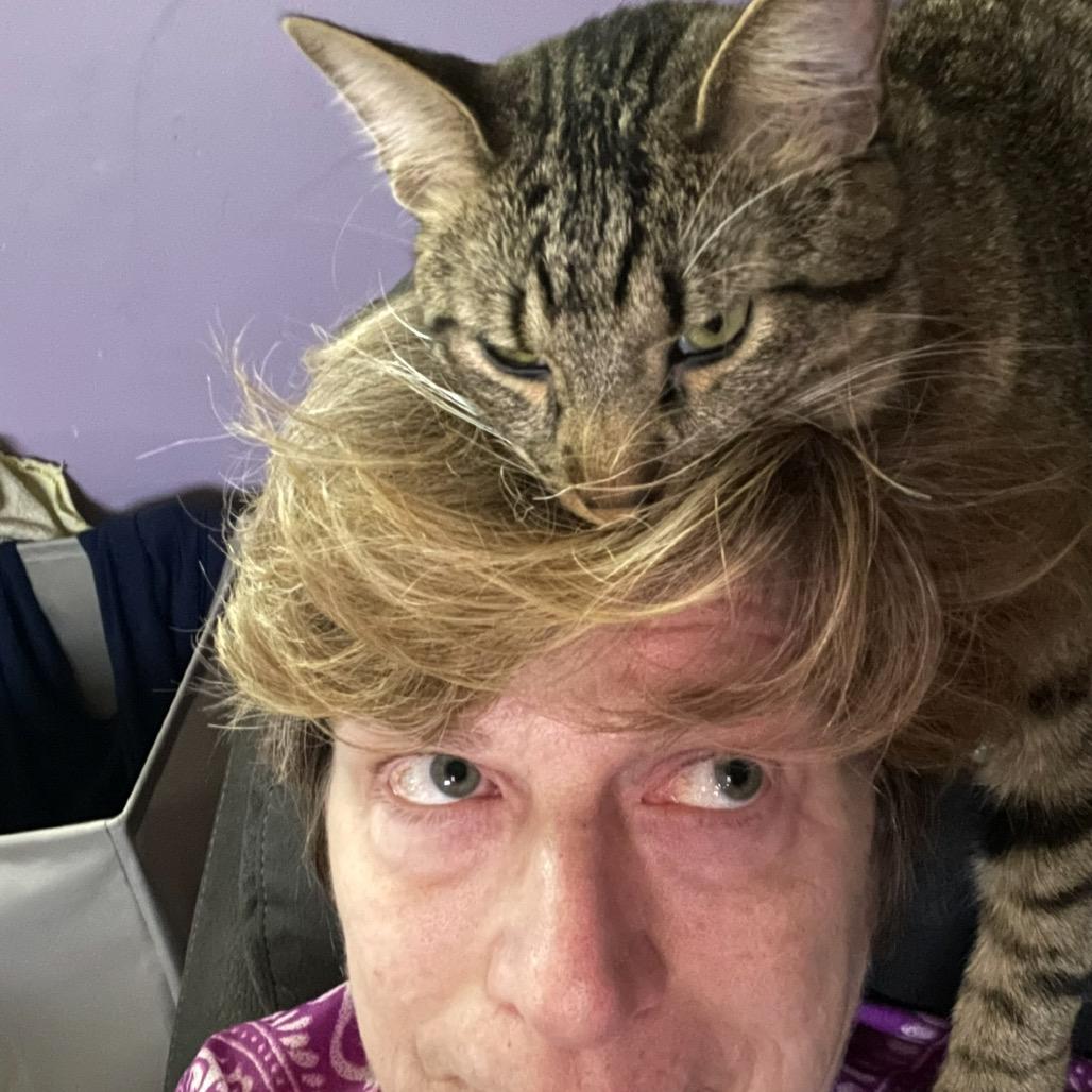 Avery, Adoptable, Adult Male Domestic Short Hair.