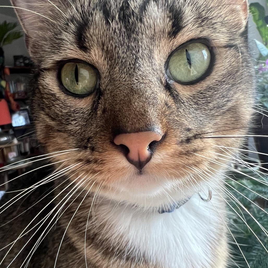 Avery, Adoptable, Adult Male Domestic Short Hair.