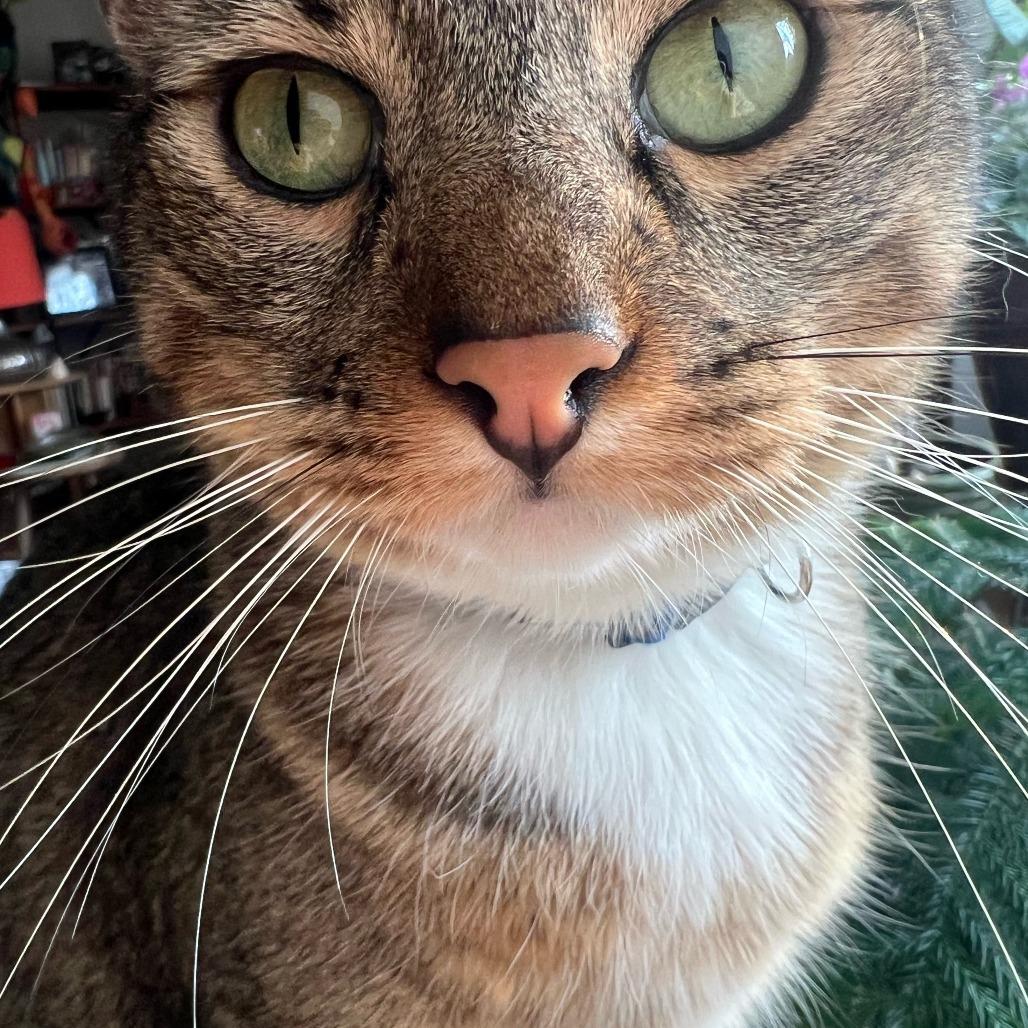 Enlarge Avery, a Adoptable Domestic Short Hair in Overland Park, KS image 2/5