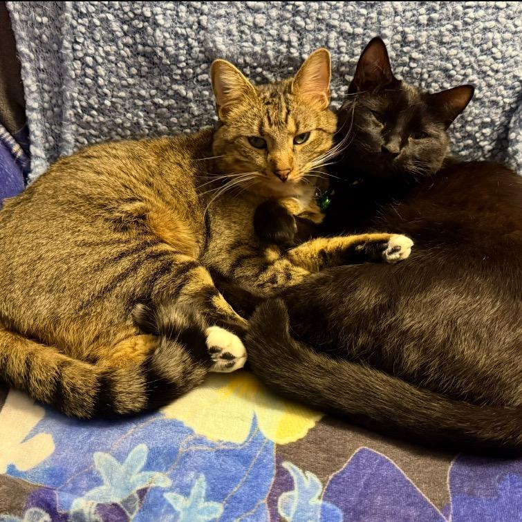 Avery, Adoptable, Adult Male Domestic Short Hair.