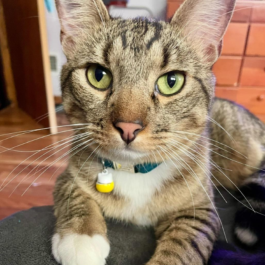 Enlarge Avery, a Adoptable Domestic Short Hair in Overland Park, KS image 2/4