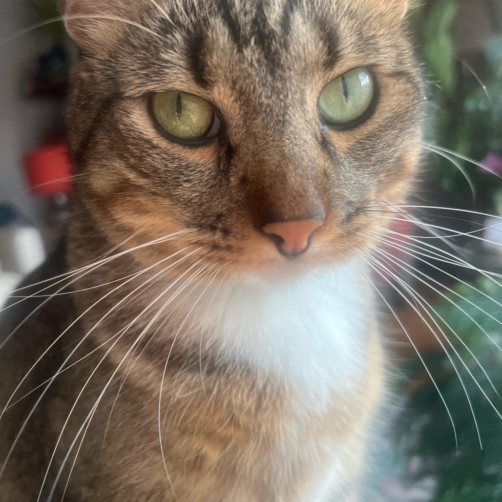 Enlarge Avery, a Adoptable Domestic Short Hair in Overland Park, KS image 4/5