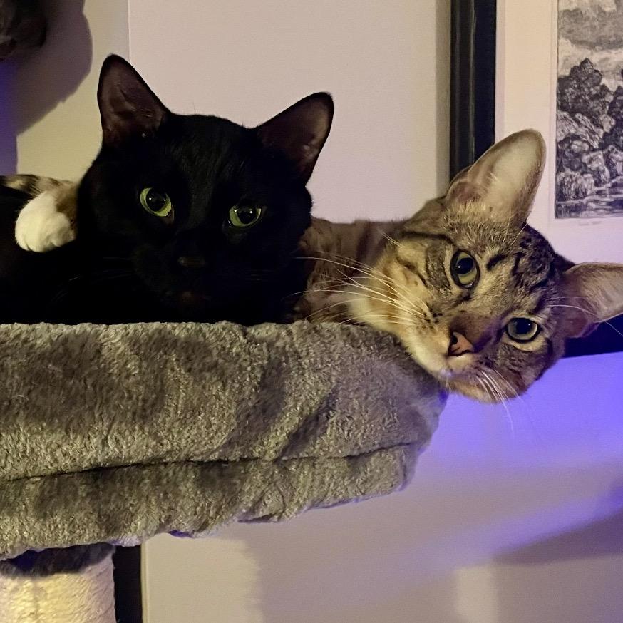 Enlarge Avery, a Adoptable Domestic Short Hair in Overland Park, KS image 4/4