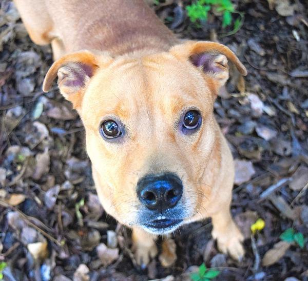 Enlarge Carmen Gilbert, a Adoptable mixed breed in Mobile, AL image 1/1