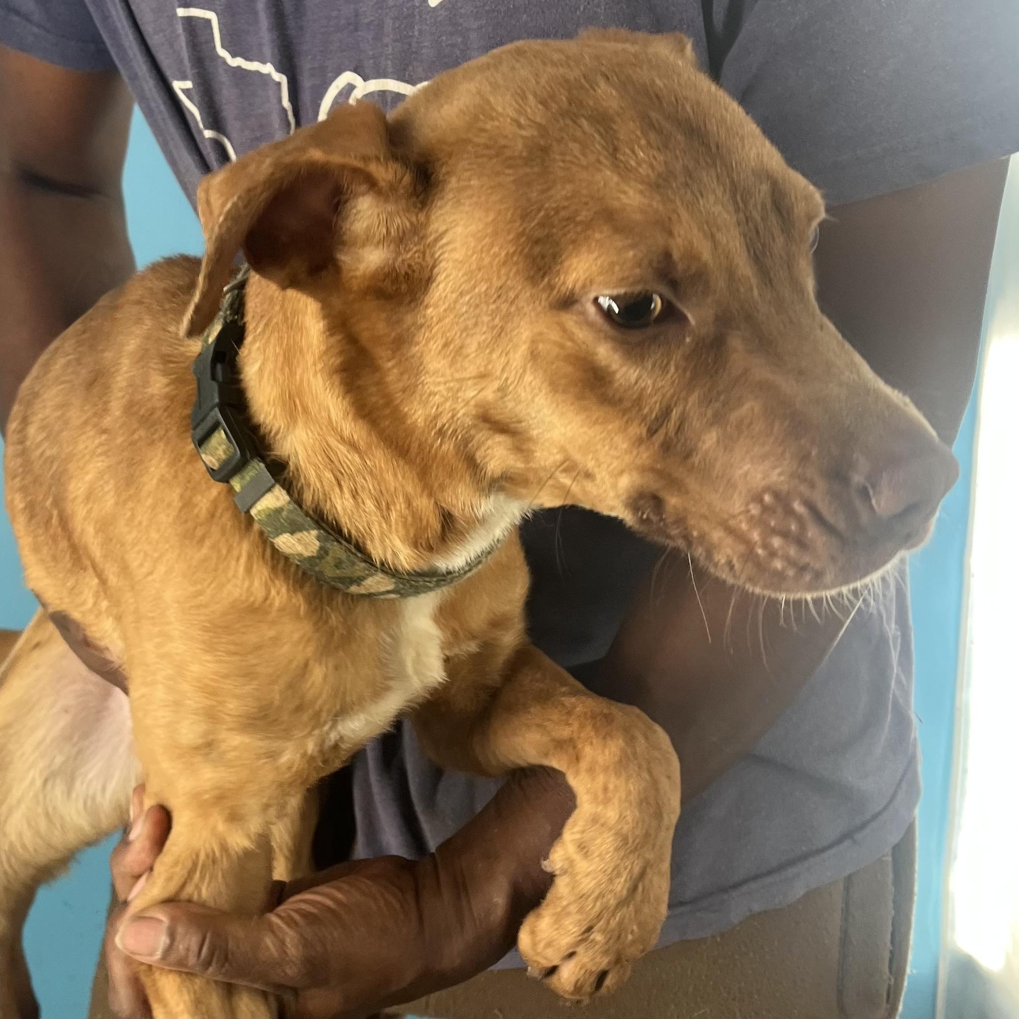 Rusty  Local Dec thumbnail 4