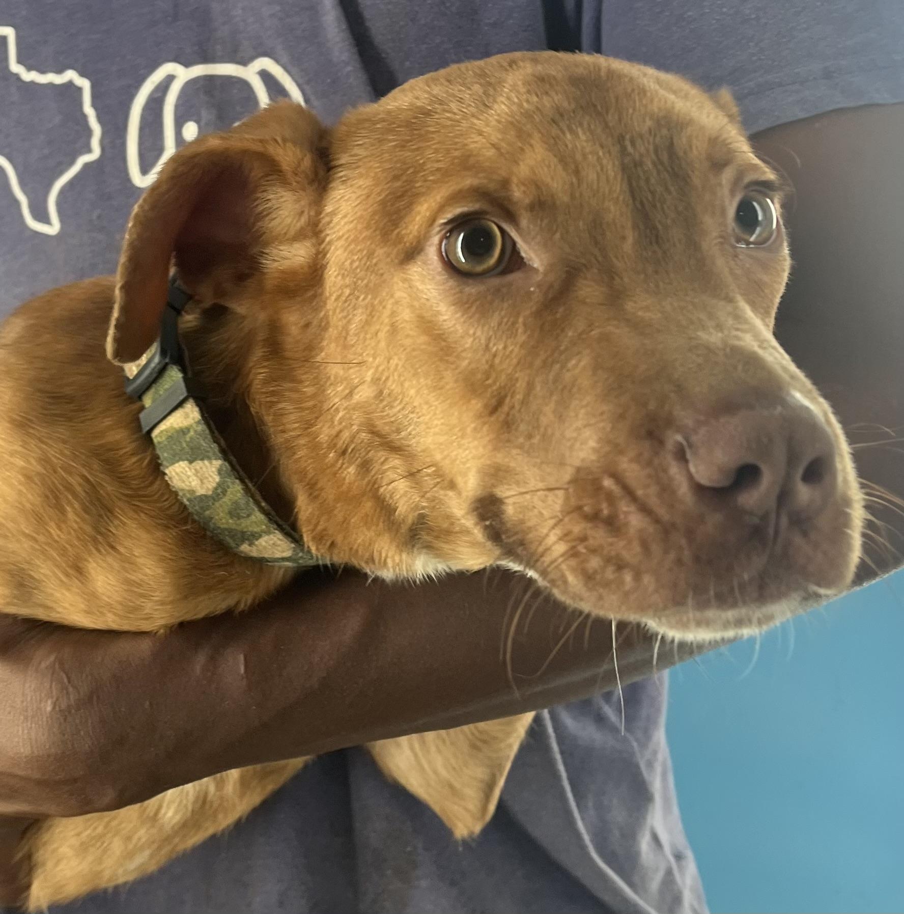 Rusty  Local Dec thumbnail 2