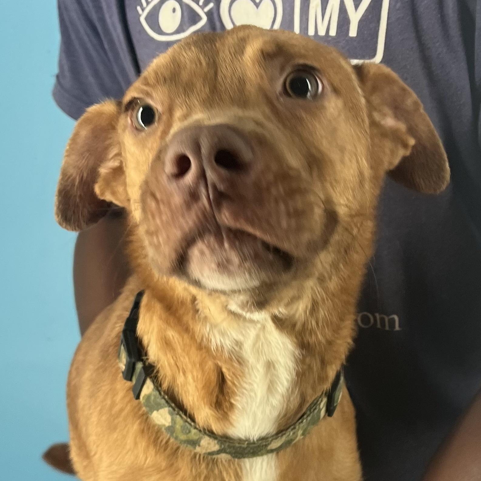 Rusty  Local Dec thumbnail 5