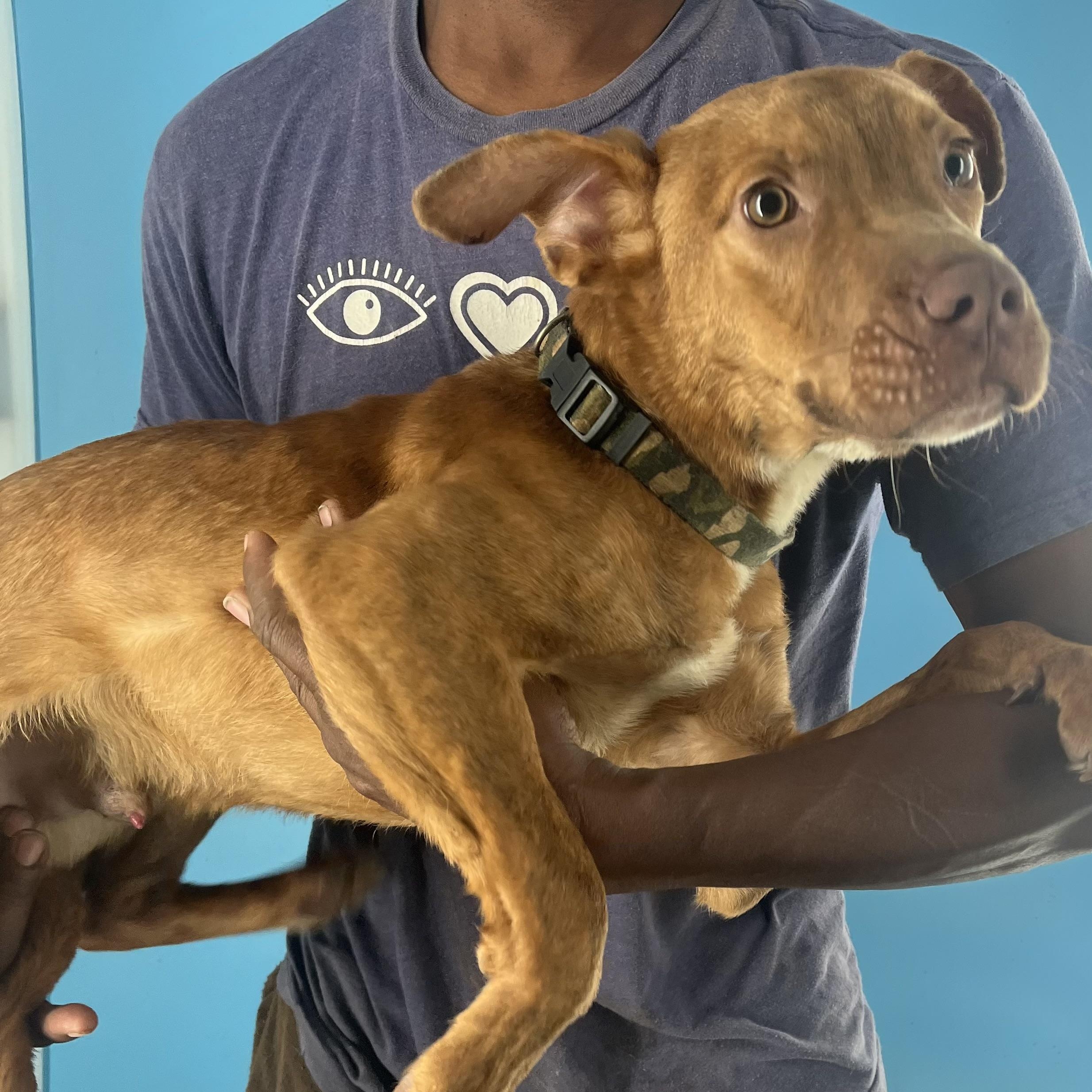 Rusty  Local Dec thumbnail 6