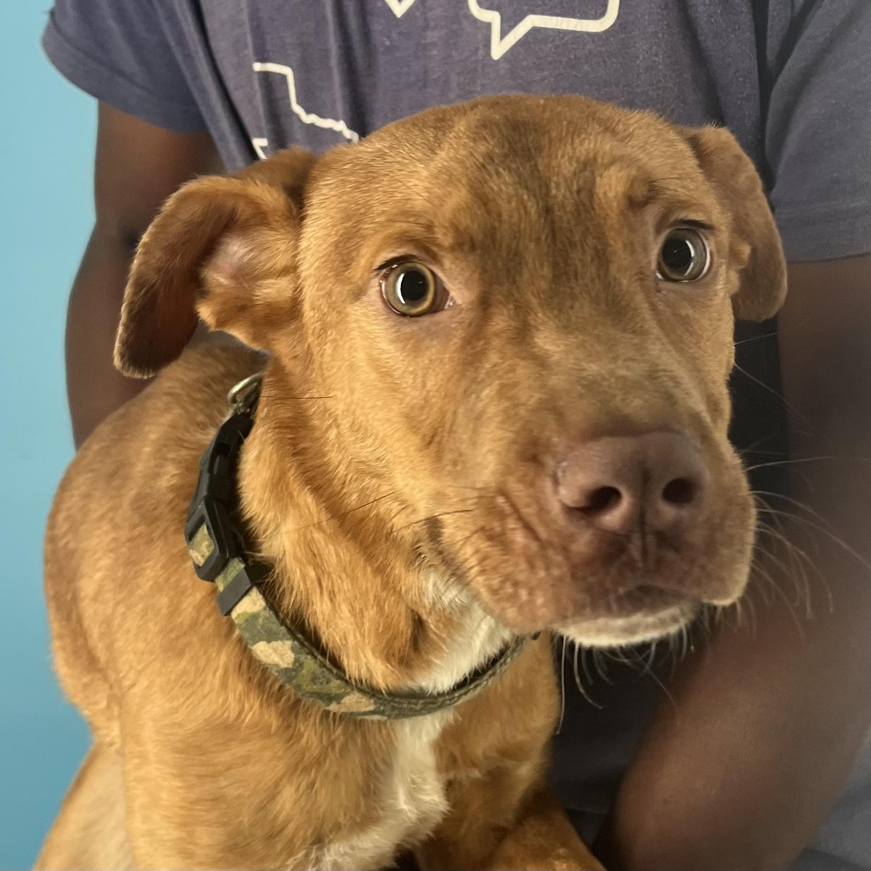 Rusty  Local Dec thumbnail 3