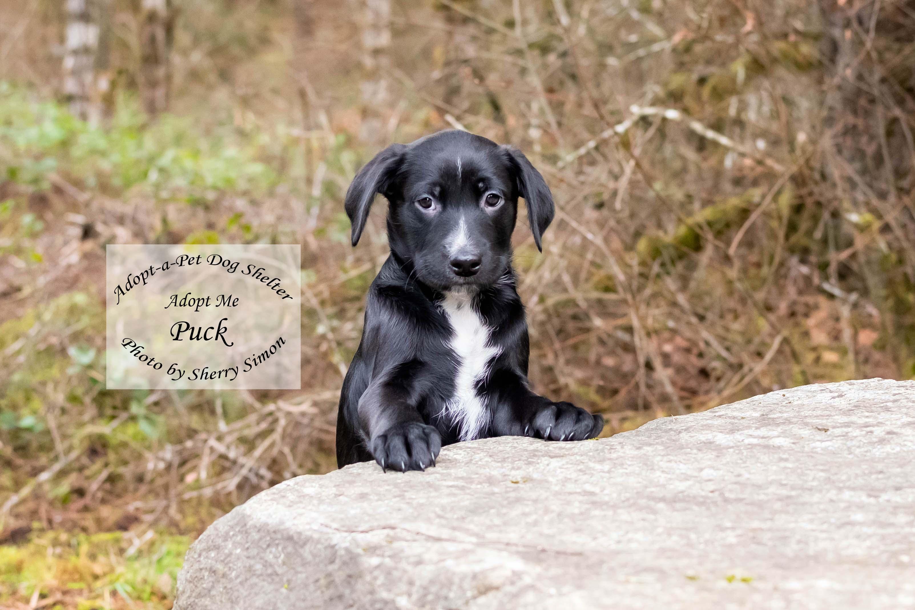 Enlarge PUCK, a Adoptable mixed breed in Shelton, WA image 4/6