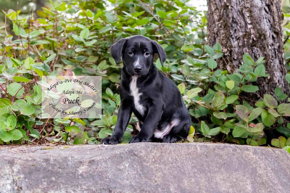 Enlarge PUCK, a Adoptable mixed breed in Shelton, WA image 5/6