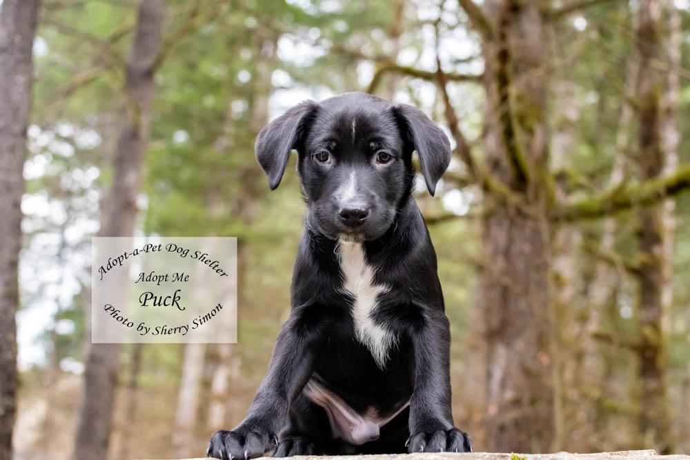 Enlarge PUCK, a Adoptable mixed breed in Shelton, WA image 6/6