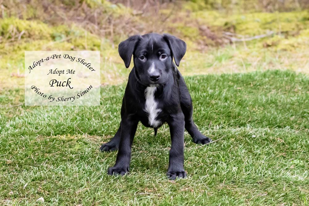 Enlarge PUCK, a Adoptable mixed breed in Shelton, WA image 1/6