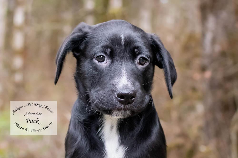 Enlarge PUCK, a Adoptable mixed breed in Shelton, WA image 2/6