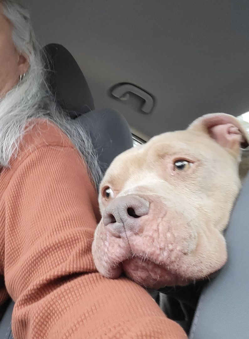 Zeus, an adoptable American Staffordshire Terrier, Staffordshire Bull Terrier in Pleasant Hill, CA, 94523 | Photo Image 2