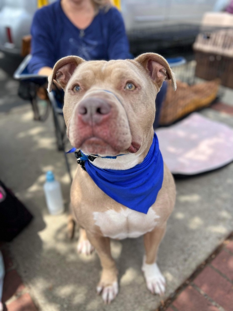 Zeus, an adoptable American Staffordshire Terrier, Staffordshire Bull Terrier in Pleasant Hill, CA, 94523 | Photo Image 4