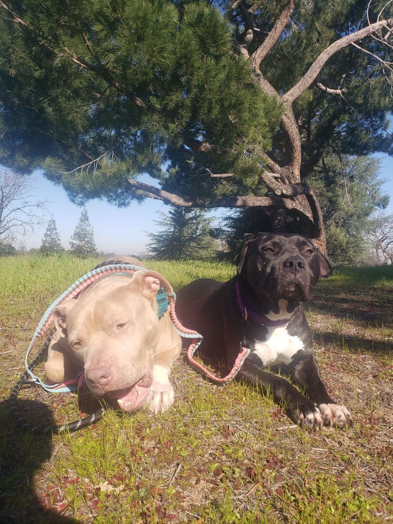 Zeus, an adoptable American Staffordshire Terrier, Staffordshire Bull Terrier in Pleasant Hill, CA, 94523 | Photo Image 3