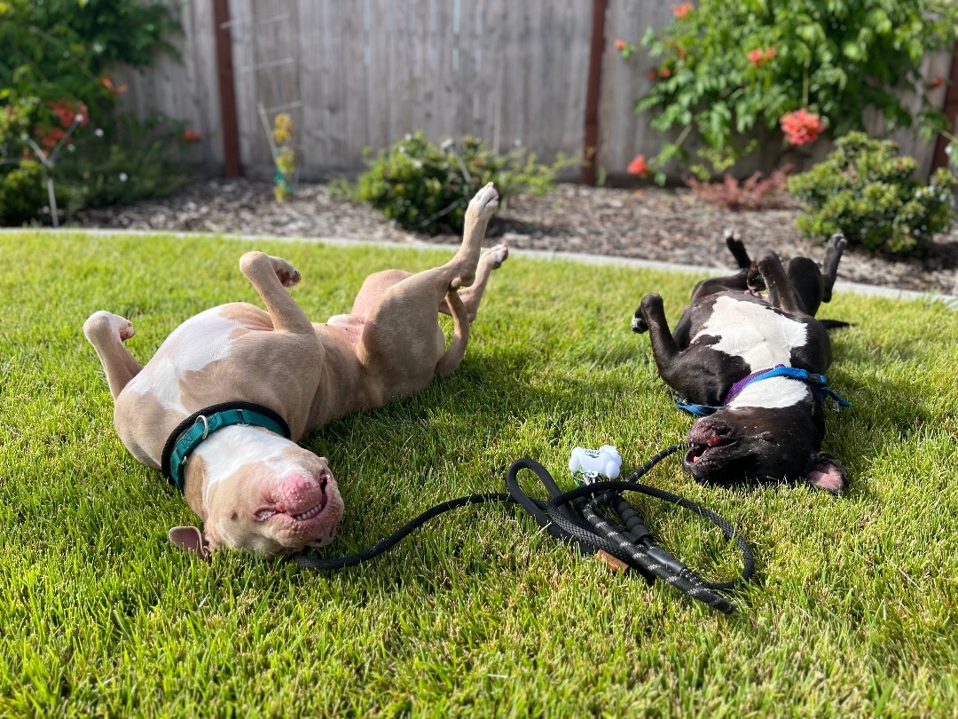Zeus, an adoptable American Staffordshire Terrier, Staffordshire Bull Terrier in Pleasant Hill, CA, 94523 | Photo Image 6