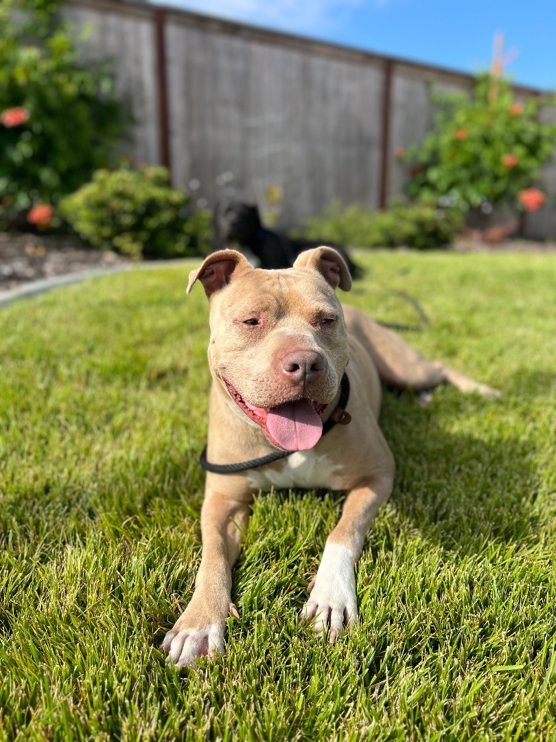 Zeus, an adoptable American Staffordshire Terrier, Staffordshire Bull Terrier in Pleasant Hill, CA, 94523 | Photo Image 1