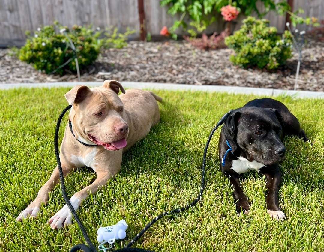 Zeus, an adoptable American Staffordshire Terrier, Staffordshire Bull Terrier in Pleasant Hill, CA, 94523 | Photo Image 5