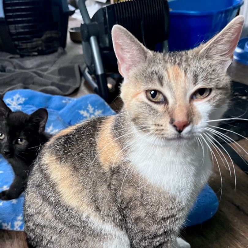 Lollie Lothrop SF 0519, a Adoptable Calico in Troy, MI image 1/9