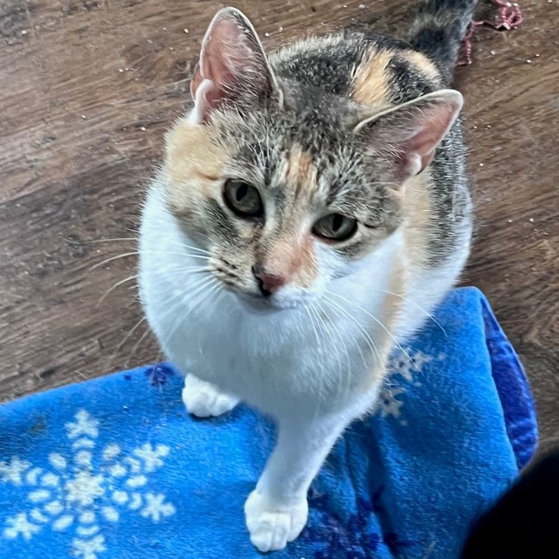 Enlarge Lollie Lothrop SF 0519, a Adoptable Calico in Troy, MI image 8/9