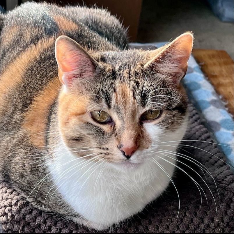 Lollie Lothrop SF 0519, a Adoptable Calico in West Bloomfield, MI image 3/5
