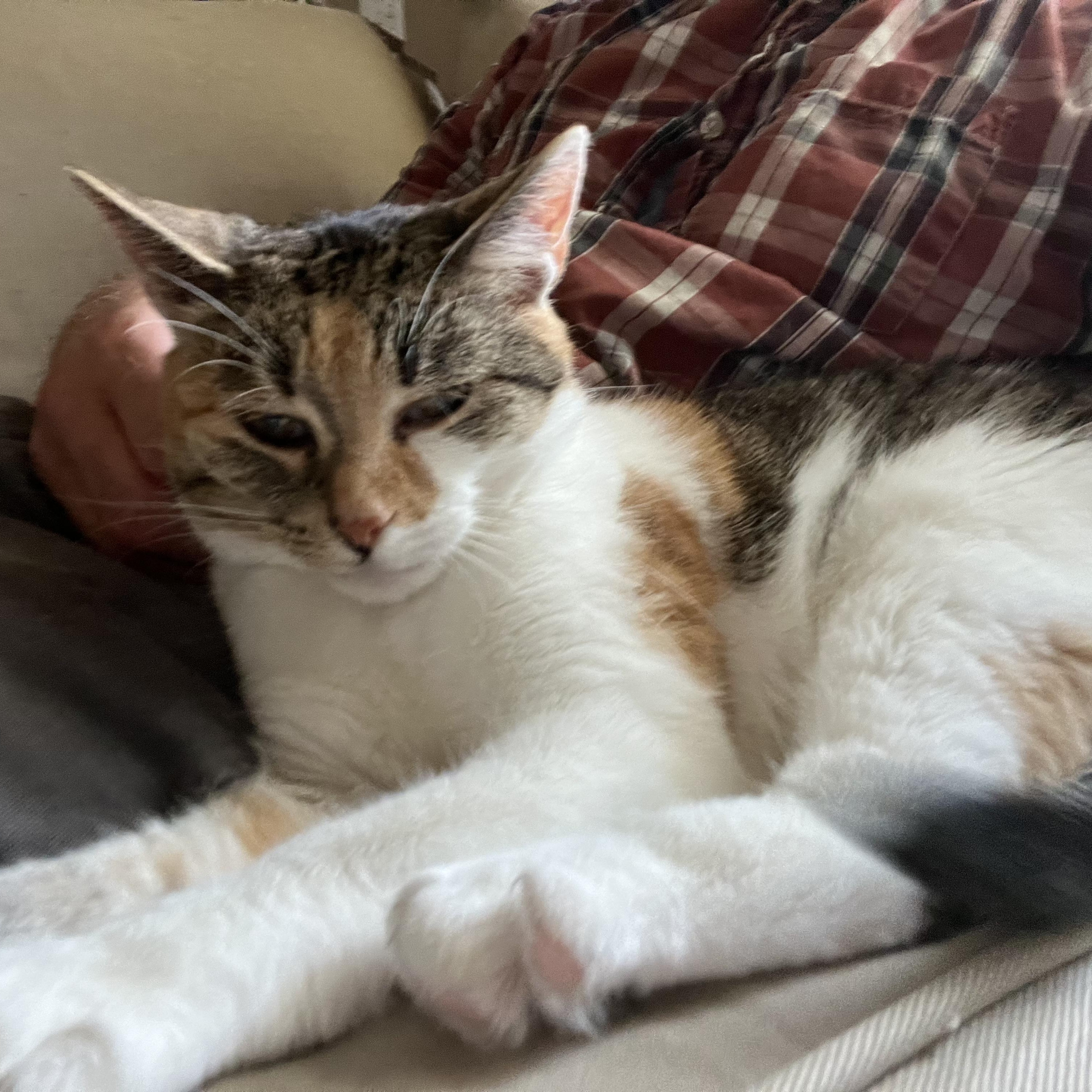 Lollie Lothrop SF 0519, a Adoptable Calico in West Bloomfield, MI image 2/5