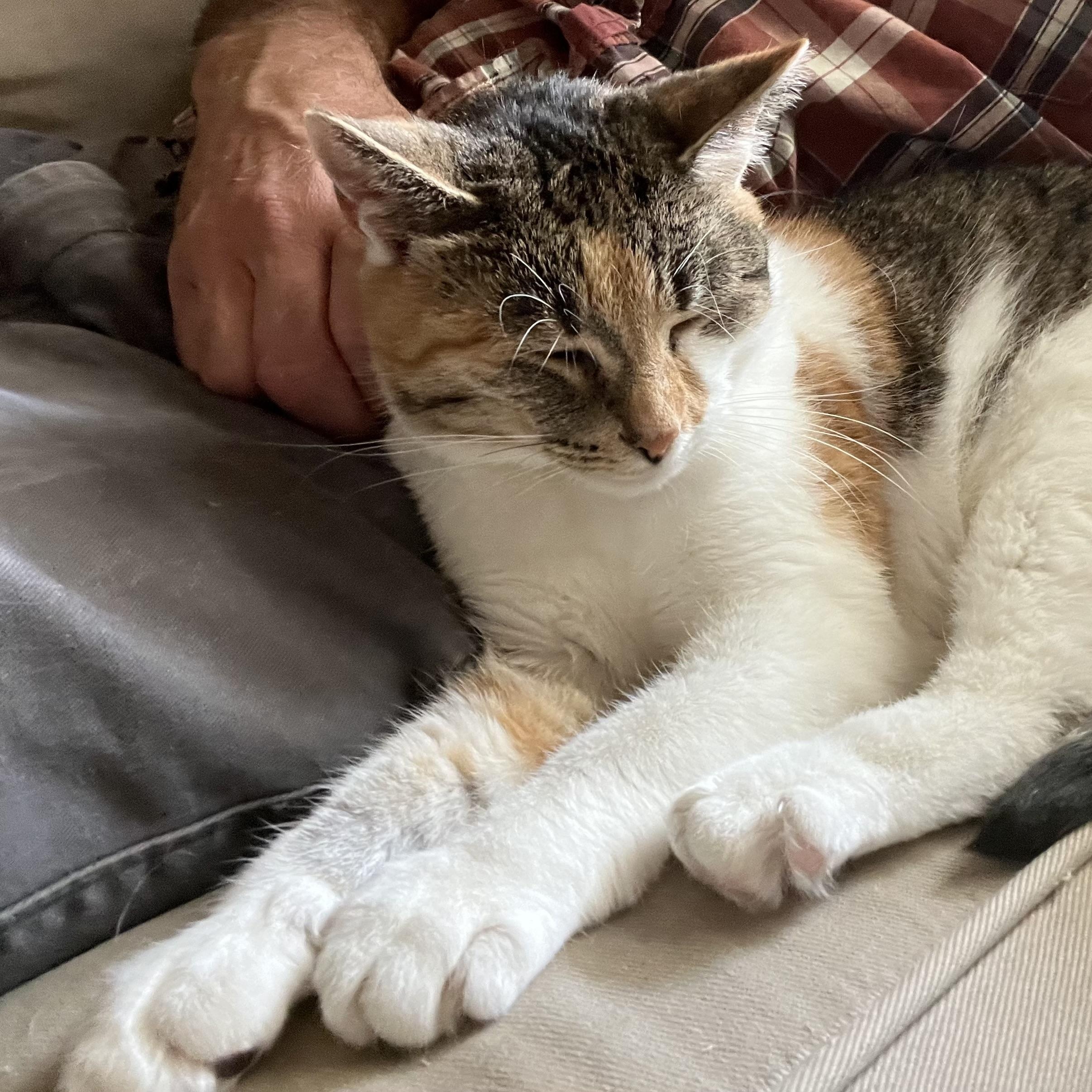 Lollie Lothrop SF 0519, Adoptable, Adult Female Calico.