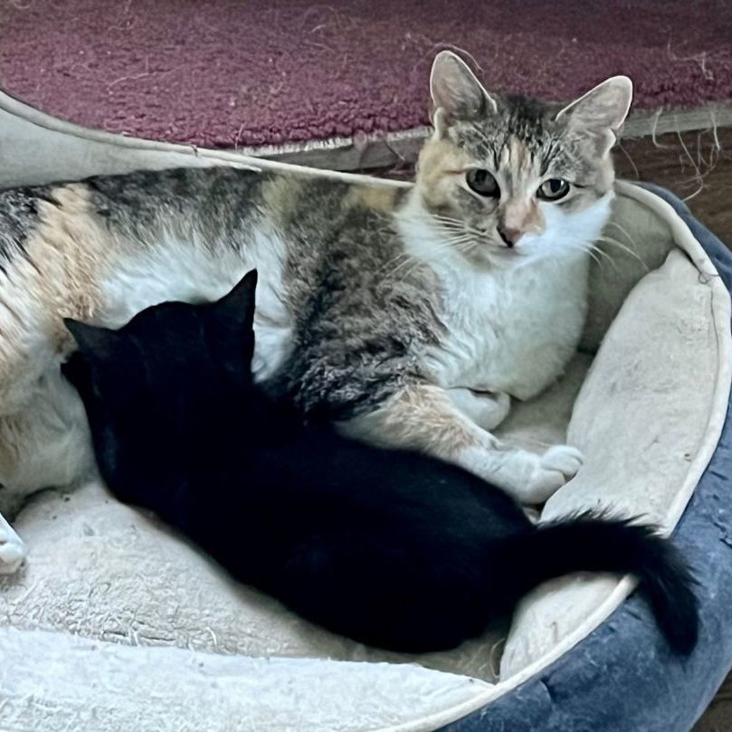 Enlarge Lollie Lothrop SF 0519, a Adoptable Calico in Troy, MI image 7/9