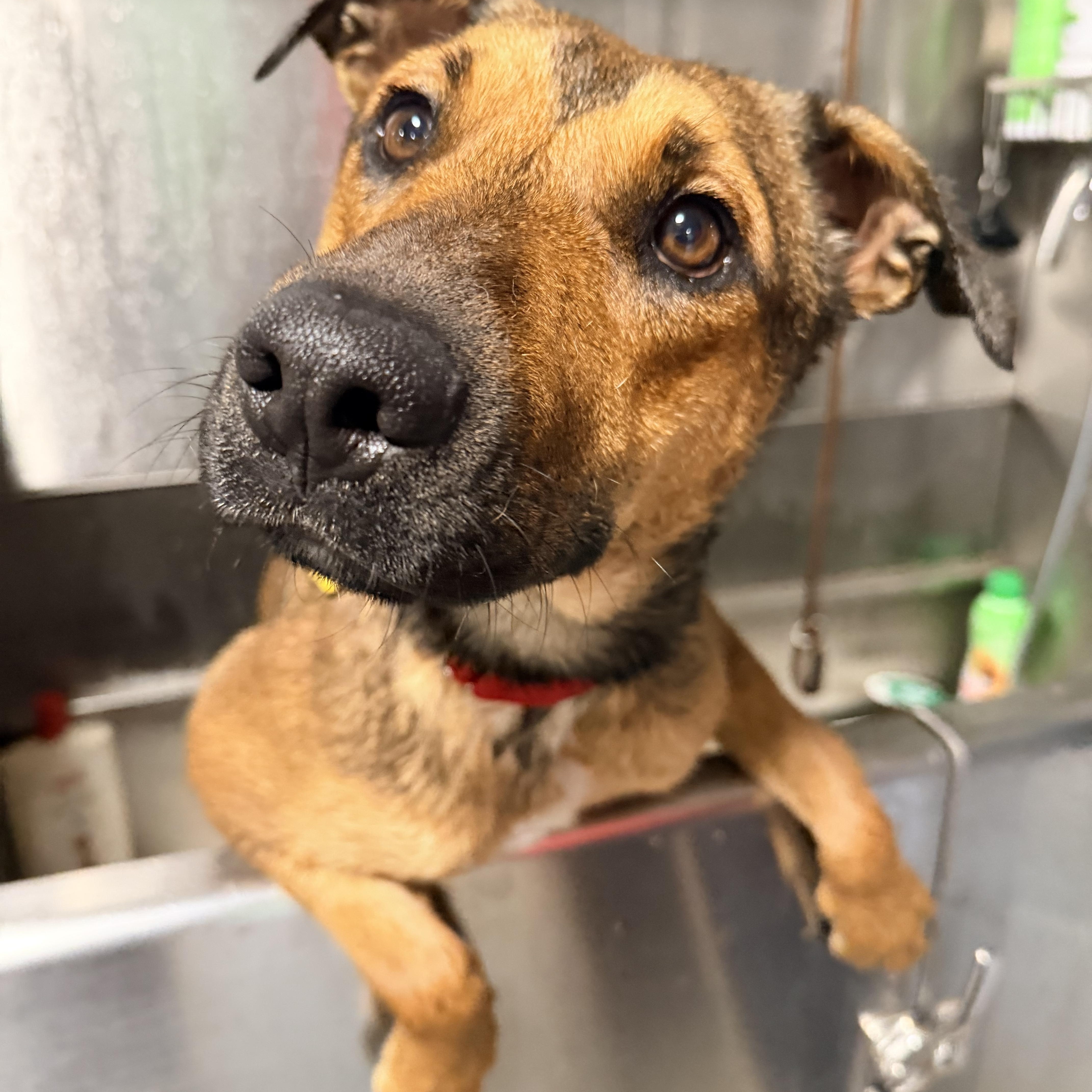 Enlarge Clove, a Adoptable mixed breed in Beavercreek, OR image 4/6