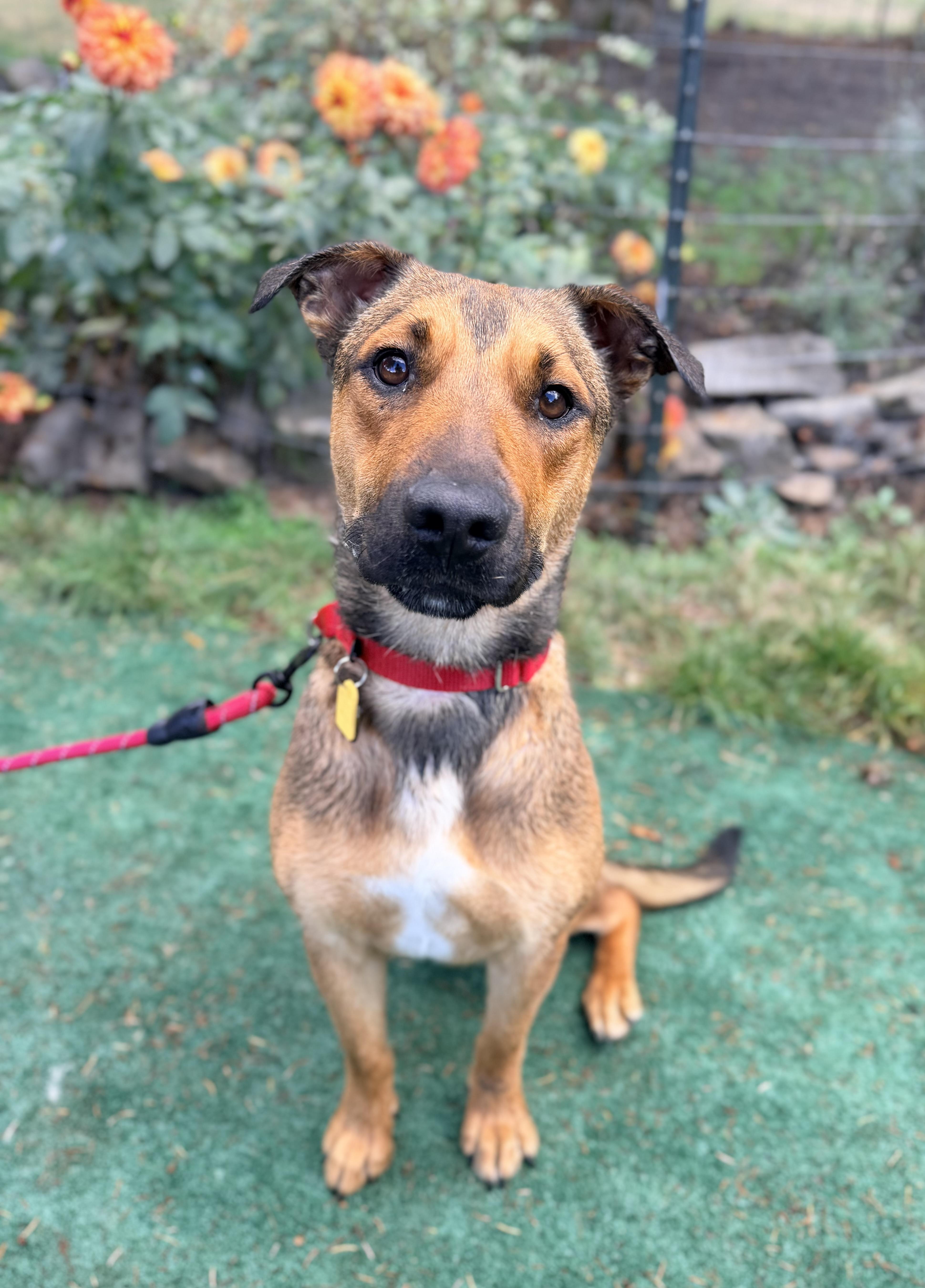 Enlarge Clove, a Adoptable mixed breed in Beavercreek, OR image 2/6