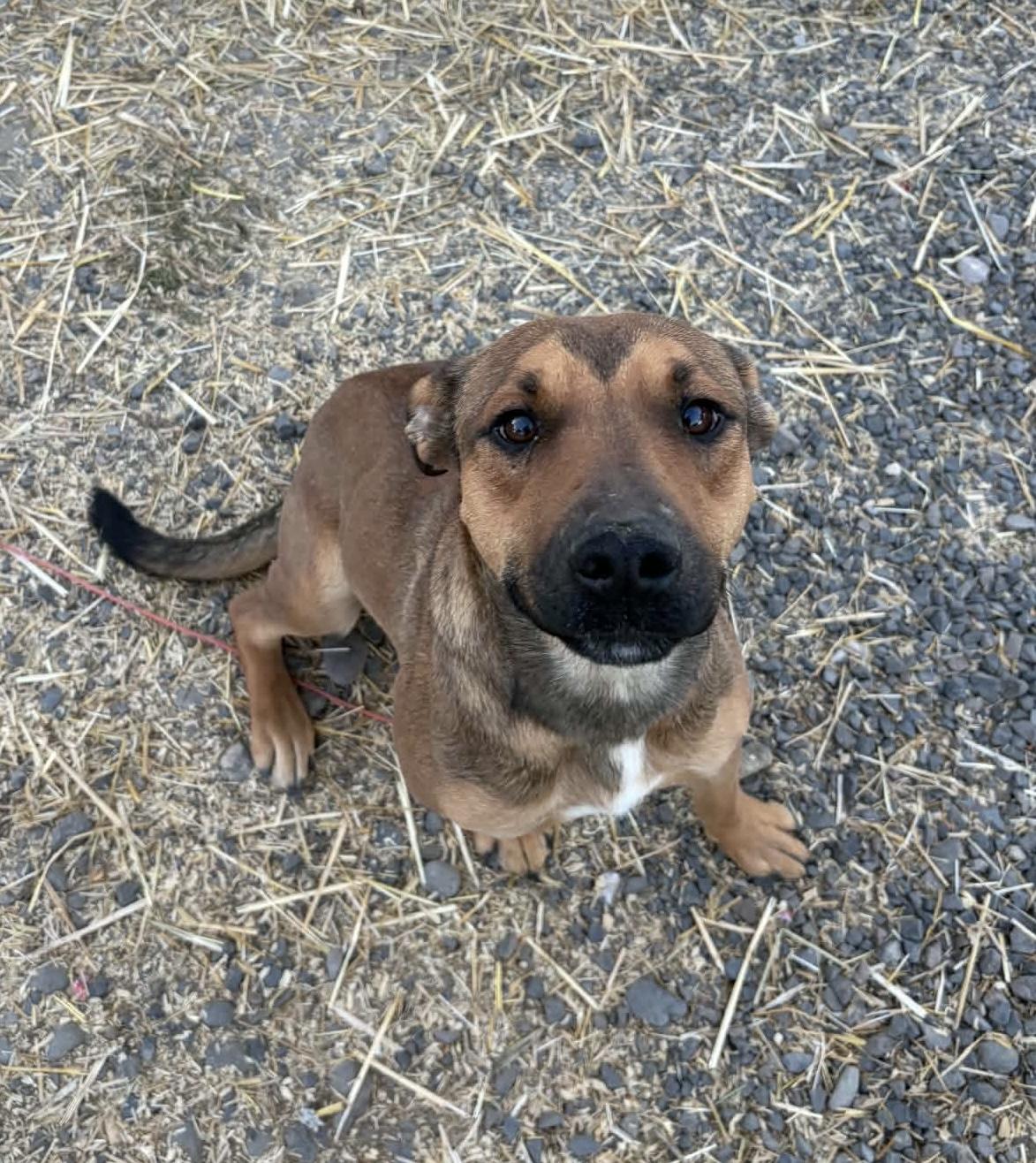 Enlarge Clove, a Adoptable mixed breed in Beavercreek, OR image 6/6