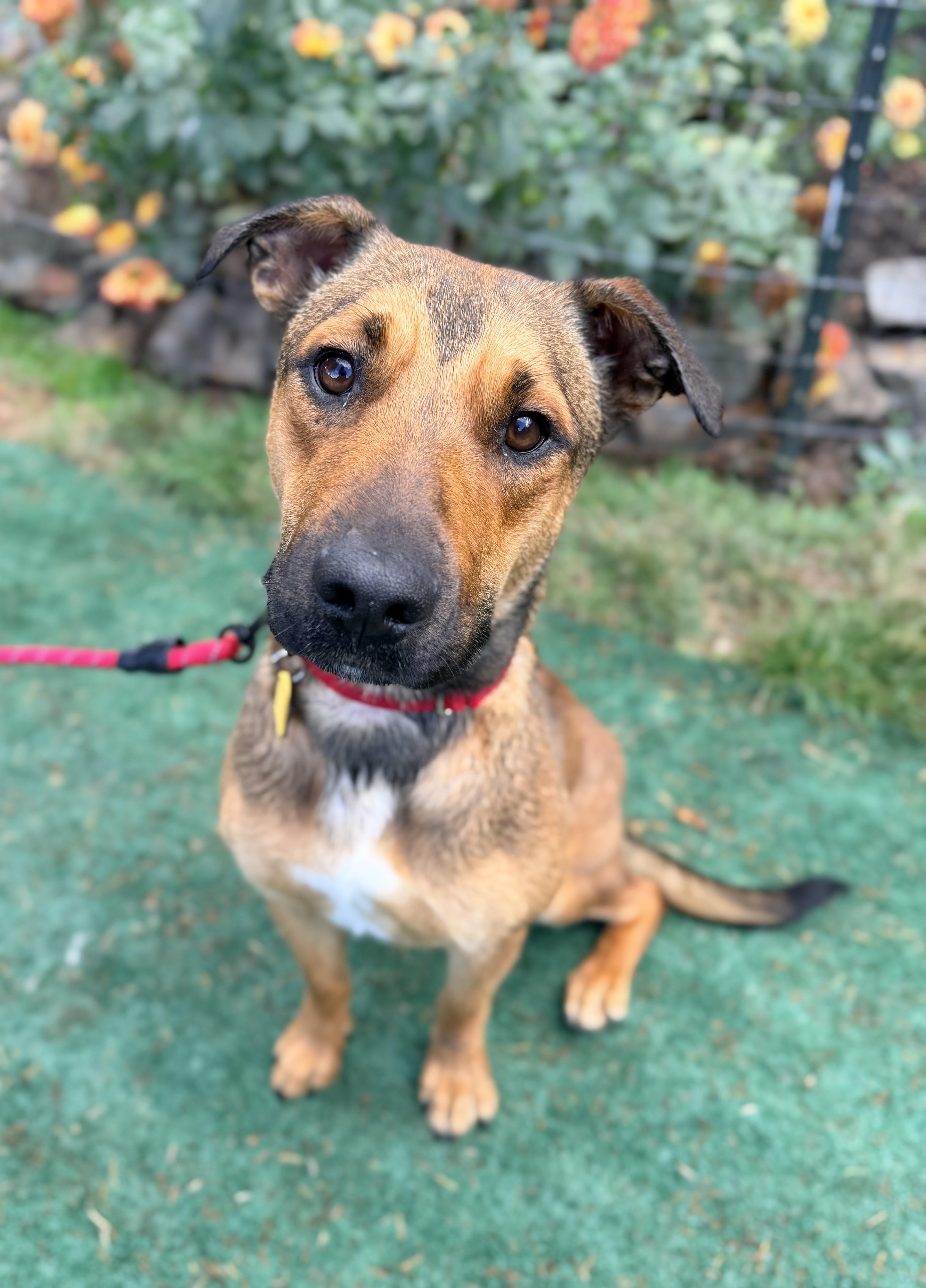 Enlarge Clove, a Adoptable mixed breed in Beavercreek, OR image 1/6